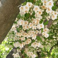 エゴノキ,エゴノキ,エゴノキの花,エゴノキの花,モコのみどりのまとめの画像