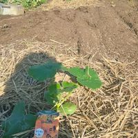 かぼちゃ,カボチャの植え付けの画像