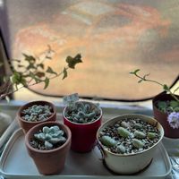 星美人,グラプトぺタルム,多肉植物,植え替え,葉挿しの画像