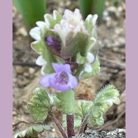 グレコマ,スミレ,花のある暮らし,お花大好き♡,花友さんに感謝♡の画像