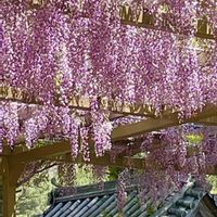 クヌギ,フジ,コナラ,藤の花,エノキの画像