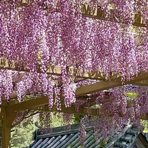 クヌギ,フジ,コナラ,藤の花,エノキの画像