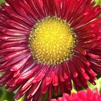 デージー,赤い花,今日も元気で,今日も笑顔で♡,花を通じて愛と平和をの画像