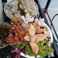 寄せ植え,ガーデニング,多肉棚,ウッドデッキ,多肉植物とサボテンの画像