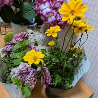 ビデンス,栄養系ペチュニアの画像