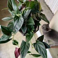 シンゴニウム,シンゴニウム チョコレート,観葉植物,植欲旺盛,キキ　シンゴニウムの画像