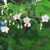 エゴノキ,エゴノキ,ロクロギ,別府市内のお花,温泉県大分♨️の画像