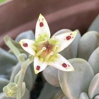 朧月(おぼろづき),調理用バナナ,青バナナ,庭の画像