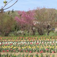 チューリップ,ハナモモ,公園の花,花見山公園,公園散歩の画像