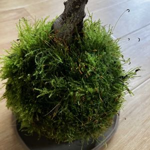 ガジュマル,ミニ盆栽,苔盆栽,グリーン！グリーン！グリーン！,苔 (コケ)の画像