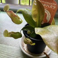 ウツボカズラ,ウツボカズラ,観葉植物の画像