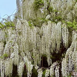 キングサリ,ニワフジ,フジ,フジ,アメリカフジの画像