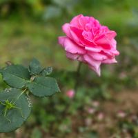 バラ,コンニャク,コンニャクの花,畑,庭の画像