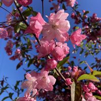 ギボウシ,ハナカイドウ,シモクレン(紫木蓮),花のある暮らし,庭の樹木の画像