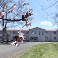 ミズバショウ,牧草地,エゾヤマザクラ,蝦夷山桜,キケマンの画像