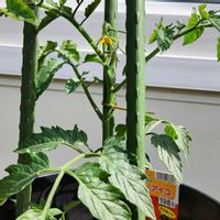 トマト,ミニトマト（アイコ）,プランター,プランター野菜,花のある暮らしの画像
