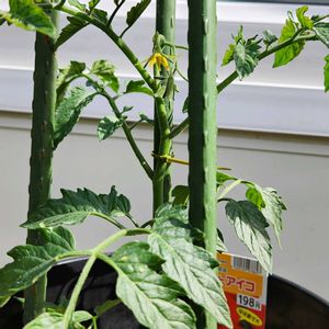 トマト,ミニトマト（アイコ）,プランター,プランター野菜,花のある暮らしの画像