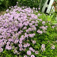 クリーピングタイム,ガーデニング,お花,おうち園芸,小さな庭の画像