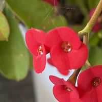 ハナキリン,ハナキリン,ハナキリン,ハナキリン（花麒麟）,iPhone17の画像