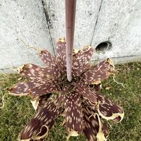 アロエ,かわいい,観葉植物,花芽,グリーンのある暮らしの画像