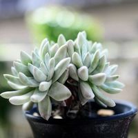 グリーニー,ダドレア グリーニー,多肉植物,ダドレア,ダドレア属の画像
