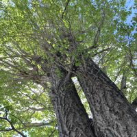 イチョウ,樹木,新緑の季節,お気に入りの樹木の画像