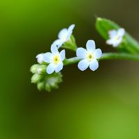 キュウリグサ,雑草,越年草,ムラサキ科キュウリグサ属の画像