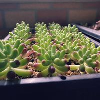 セダム,乙女心,乙女心,多肉植物,植物との暮らしの画像