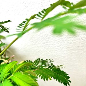 ネムノキ,ネムノキ,エバーフレッシュ,班入り,沖縄の画像