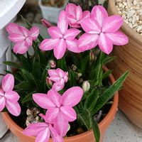 子持ち蓮華,アッツ桜,ヘラオオバコ,ペチュニア ビューティーカル,今日の愛犬の画像