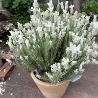フレンチラベンダー,鉢植え,ガーデニングの画像
