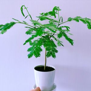 ネムノキ,エバーフレッシュの画像