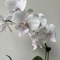 コチョウラン,胡蝶蘭,トックリラン,Phal.yuzuru,洋ランの画像