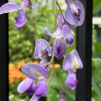 フジ,モッコウバラ,花のある暮らし,緑のある暮らし,多肉植物のある暮らしの画像