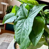 シンゴニウム,観葉植物,インテリアグリーン,観葉植物のある暮らし,リビング・ダイニングの画像