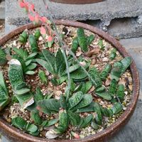 多肉植物,実生,交配,ガステリア,植物って不思議の画像