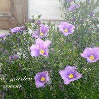 ニーレンベルギア,コロカシア,押し花,花のある暮らし,緑のある暮らしの画像
