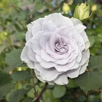 薔薇,お花,愛媛県,庭の画像