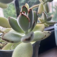 月兎耳,多肉植物,窓辺の画像