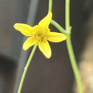 オトンナ,オトンナ トリプリネルビア,多肉植物,塊根植物,オトンナ属の画像