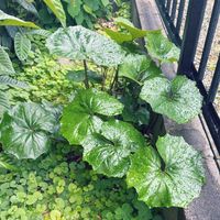 ツワブキの画像