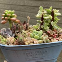 ルッコラ,ほうれん草,寄せ植え,多肉植物,ネコ好きの画像