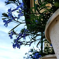 ロベリア アズーロ コンパクト,ロベリア　スカイブルー,マイガーデン,壁掛け,武器ではなく花をの画像