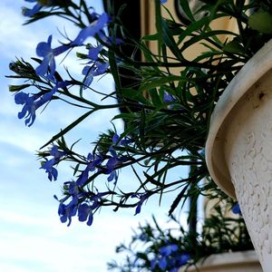 ロベリア アズーロ コンパクト,ロベリア　スカイブルー,マイガーデン,壁掛け,武器ではなく花をの画像