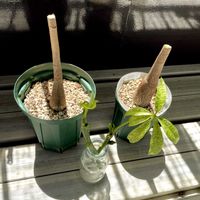 パキラ,パキラ ミルキーウェイ,パキラ・ミルキーウェイ実生,観葉植物,斑入り。の画像