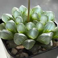 ハオルチア,スーパー兜,スーパー兜,風鈴玉,風鈴玉の画像