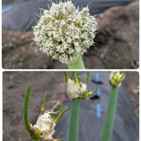 ネギ,やぐらねぎ。,家庭菜園,畑の画像