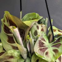 マランタ・ケルコビアナ,マランタ,観葉植物,新芽,熱帯植物の画像