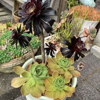 黒法師,レモネード,多肉植物,多肉寄せ植え,多肉棚の画像