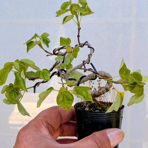宮様楓,盆栽,ミニ盆栽,盆栽苗木,まめ盆栽の画像